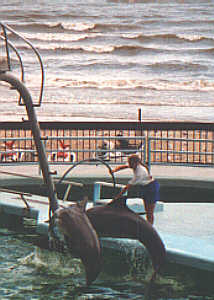 Four Finned Friends